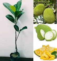 Jackfruit Plant