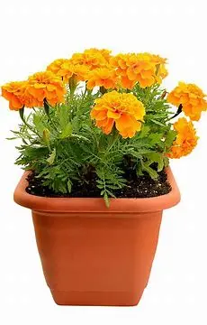 Marigold Plant